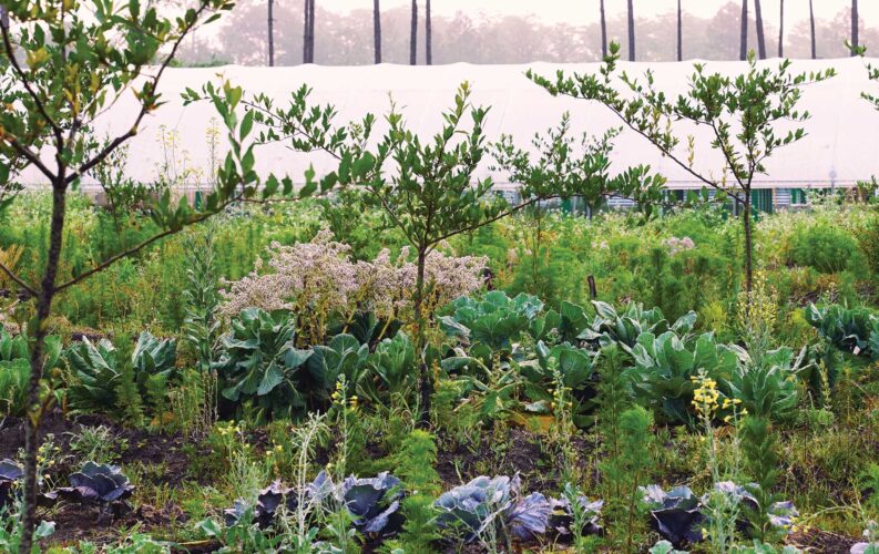 Indigenous Roots of Climate Farming